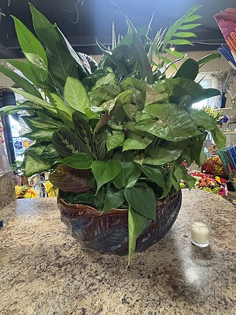 14&quot; Ceramic Dishgarden
